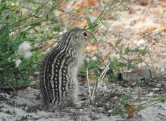 Ictidomys tridecemlineatus