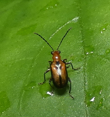 Lemini