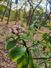 Pereskia grandifolia