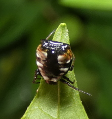 Micrathena patruelis