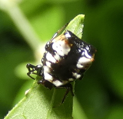 Micrathena patruelis