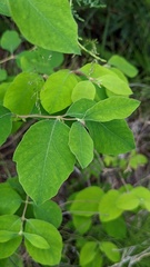 Amelanchier alnifolia
