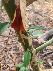 Pereskia grandifolia