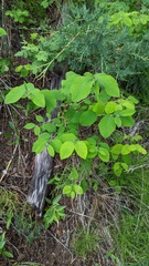 Amelanchier alnifolia