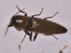Orthostethus infuscatus
