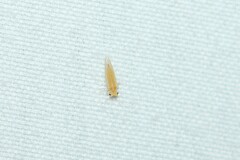 Cacopsylla annulata