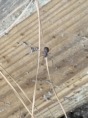 Scytodes globula