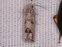 Pelochrista consobrinana