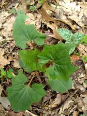 Arnoglossum atriplicifolium
