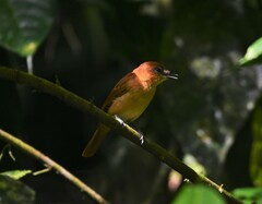 Pachyramphus cinnamomeus