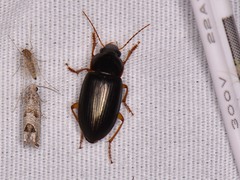 Notiobia terminata