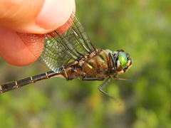 Somatochlora cingulata
