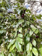 Prunus ilicifolia