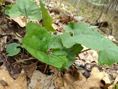Arnoglossum atriplicifolium