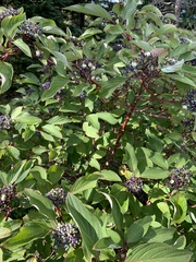 Cornus sericea