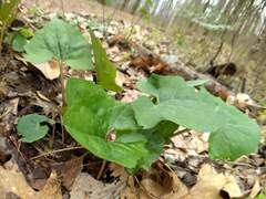 Arnoglossum atriplicifolium