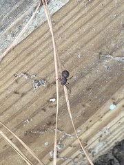 Scytodes globula