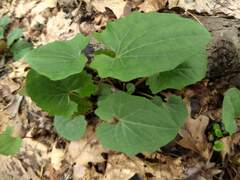Arnoglossum atriplicifolium