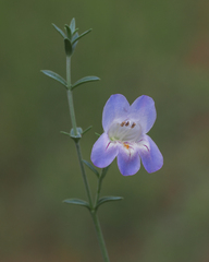 Penstemon linarioides