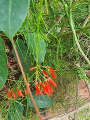 Russelia equisetiformis