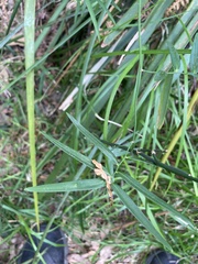 Geitonoplesium cymosum