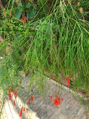 Russelia equisetiformis