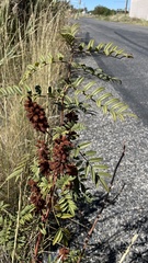 Glycyrrhiza lepidota