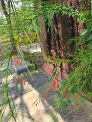 Russelia equisetiformis