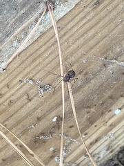 Scytodes globula