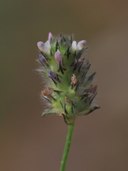 Dalea polygonoides