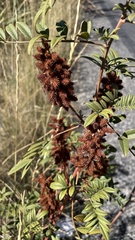 Glycyrrhiza lepidota