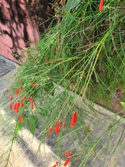 Russelia equisetiformis