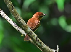 Pachyramphus cinnamomeus