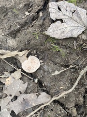 Pluteus longistriatus