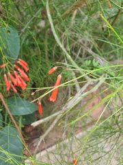 Russelia equisetiformis