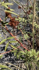 Glycyrrhiza lepidota