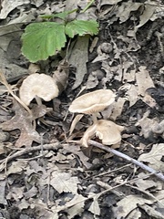 Pluteus longistriatus