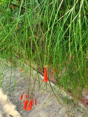 Russelia equisetiformis