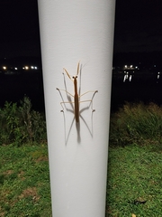 Tenodera angustipennis