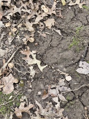 Pluteus longistriatus