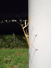 Tenodera angustipennis