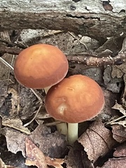 Marasmius sullivantii