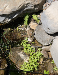 Pelazoneuron puberulum sonorense