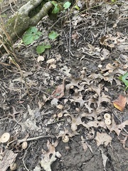 Pluteus longistriatus