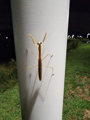 Tenodera angustipennis