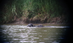Elephas maximus borneensis