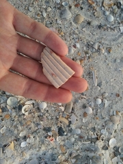 Dinocardium robustum