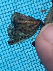 Papilionoidea