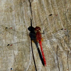 Sympetrum costiferum