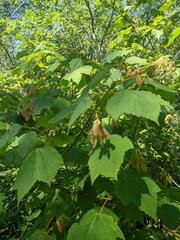 Acer spicatum